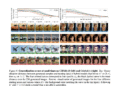 Why Generalization in Flow Matching Models Comes from Approximation, Not Stochasticity